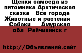 Щенки самоеда из питомника Арктическая сказка - Все города Животные и растения » Собаки   . Амурская обл.,Райчихинск г.